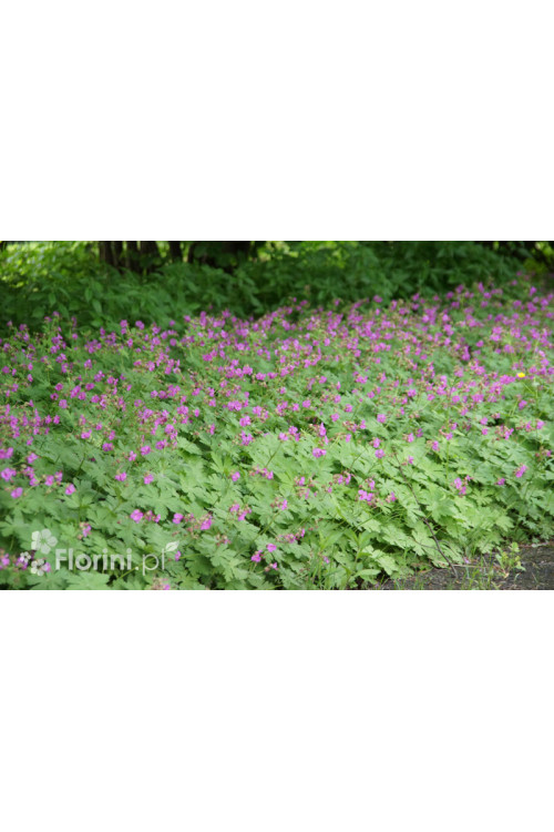 Bodziszek kantabryjski 'Karmina' Geranium cantabrigense