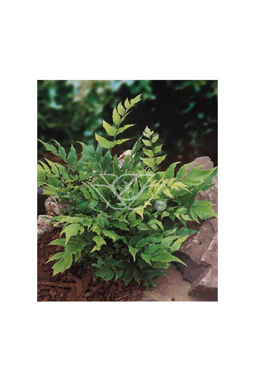 Paprotnik Fortune'a | Cyrtomium fortunei