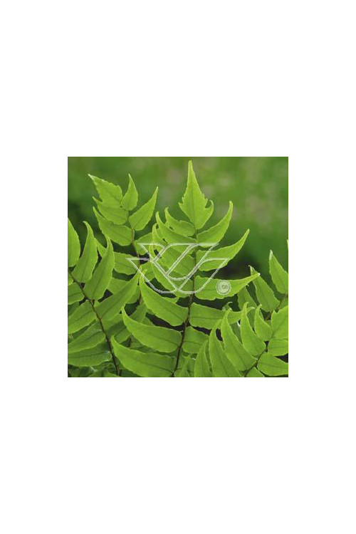 Paprotnik Fortune'a | Cyrtomium fortunei