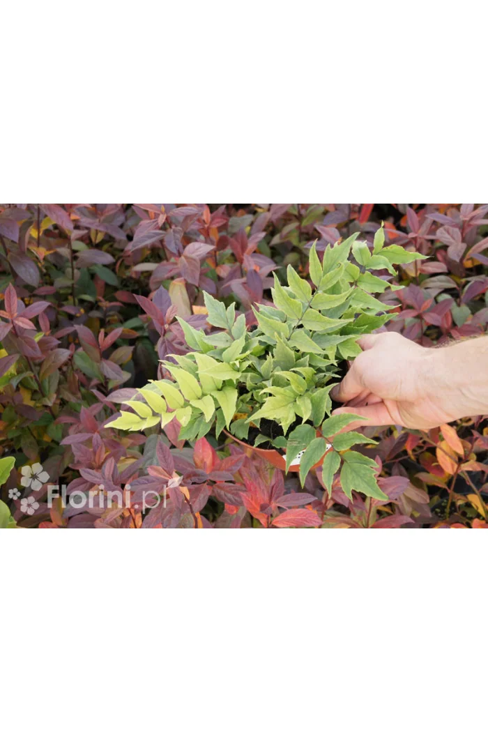 Paprotnik Fortune'a | Cyrtomium fortunei