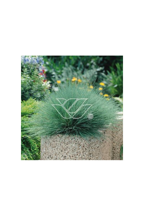 Szczotlicha siwa 'Spiky Blue' | Corynephorus canescens