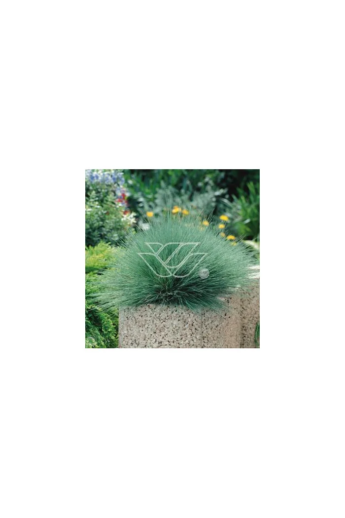 Szczotlicha siwa 'Spiky Blue' | Corynephorus canescens
