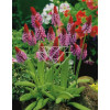 Pierwiosnek Viala | Primula vialii