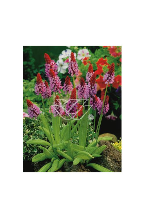 Pierwiosnek Viala | Primula vialii