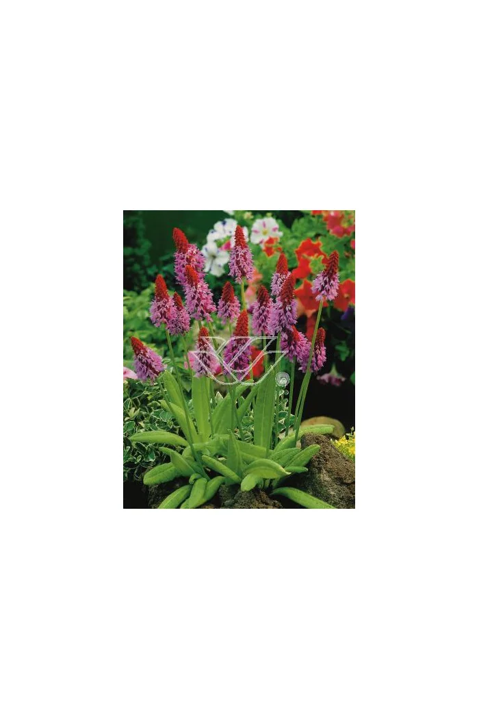 Pierwiosnek Viala | Primula vialii