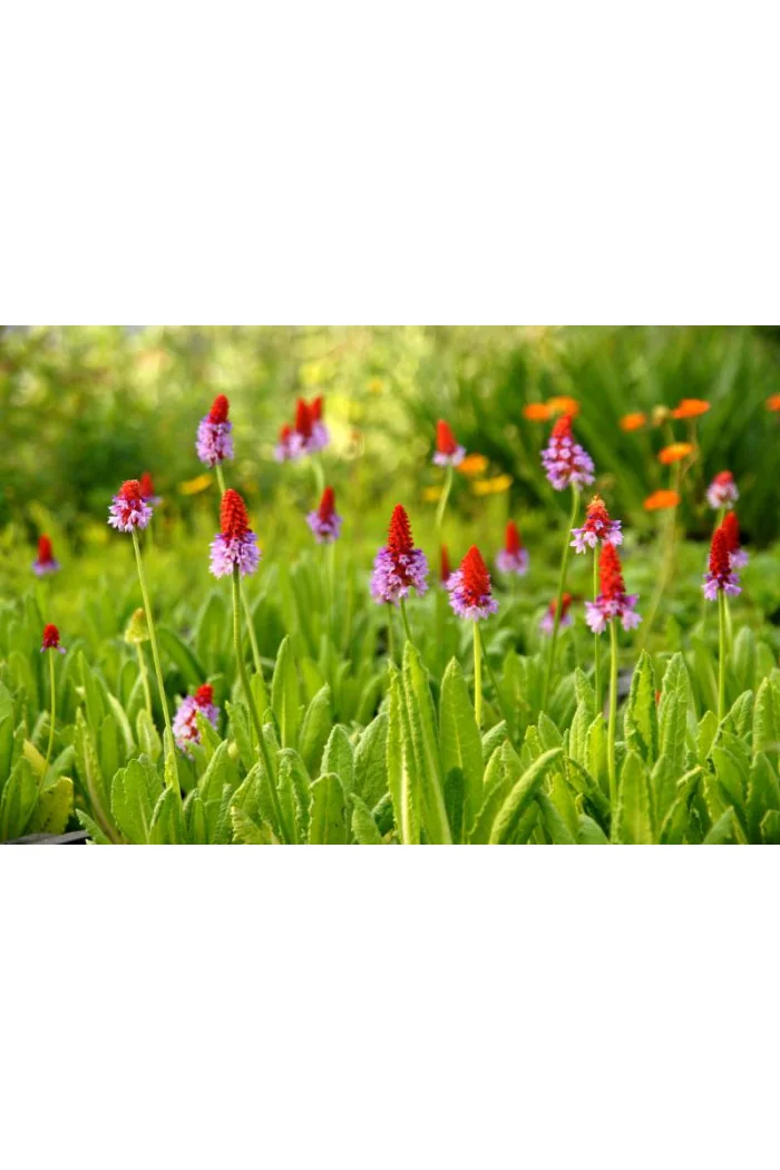 Pierwiosnek Viala | Primula vialii