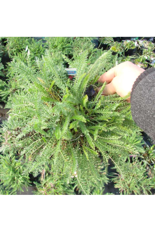 Krwawnik pospolity 'Purpurglut' Achillea millefolia