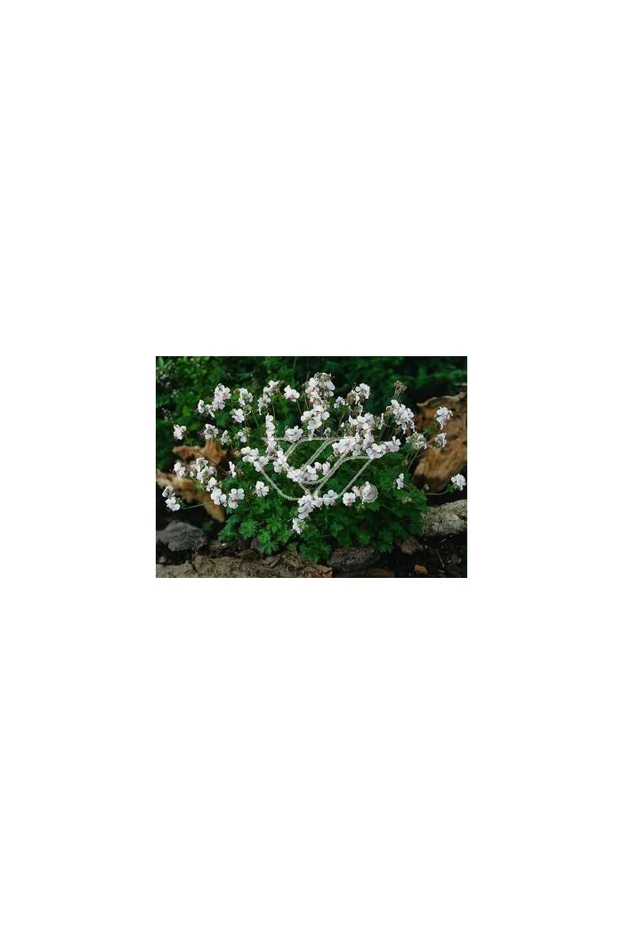 Bodziszek kantabryjski 'Biokovo' Geranium cantabrigense