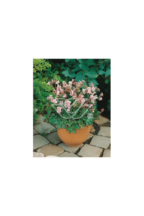Bodziszek kantabryjski 'Biokovo' Geranium cantabrigense