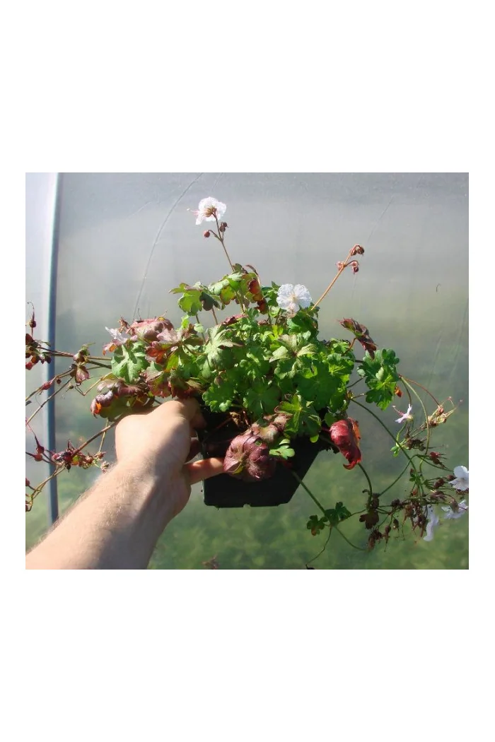 Bodziszek kantabryjski 'Biokovo' Geranium cantabrigense