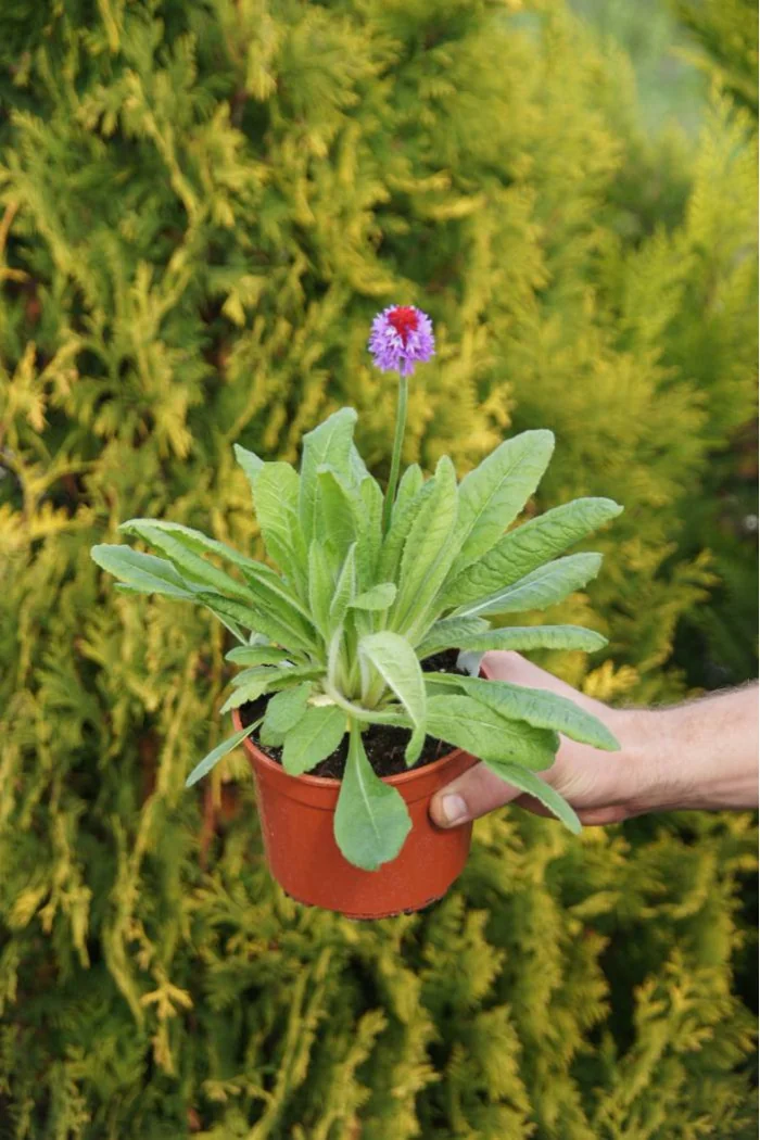 Pierwiosnek Viala | Primula vialii