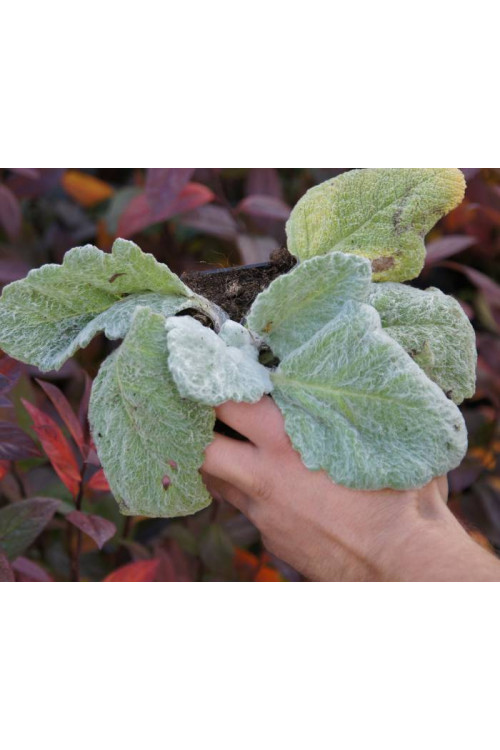 Szałwia srebrzysta | Salvia argentea