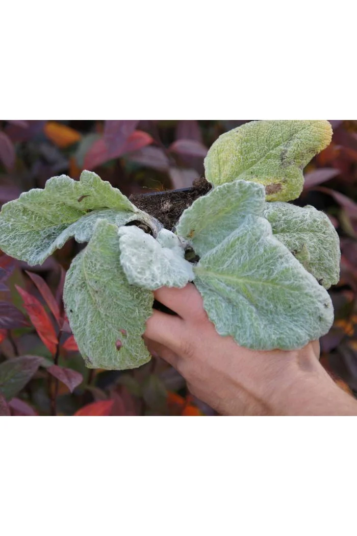 Szałwia srebrzysta | Salvia argentea