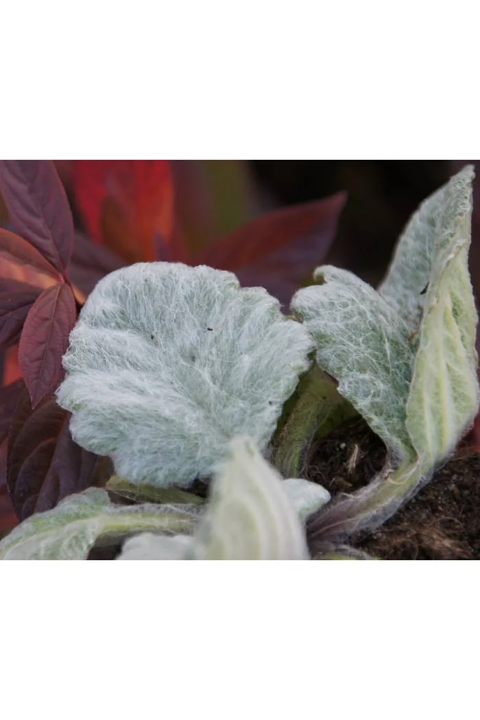 Szałwia srebrzysta | Salvia argentea