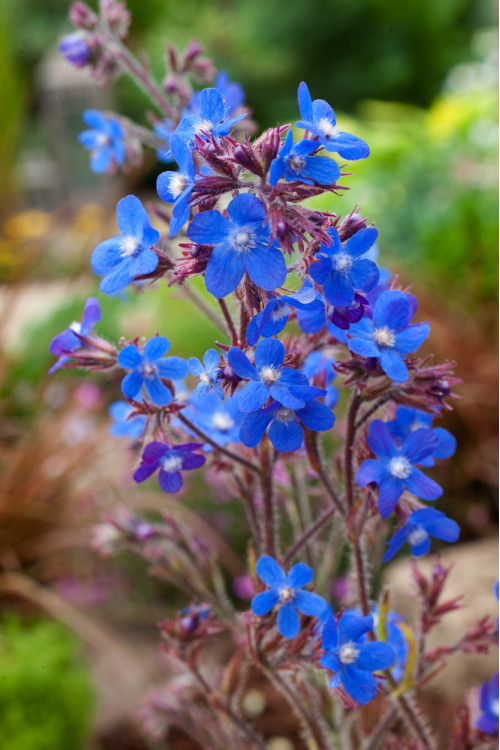 Farbownik lazurowy 'Dropmore' Anchusa azurea
