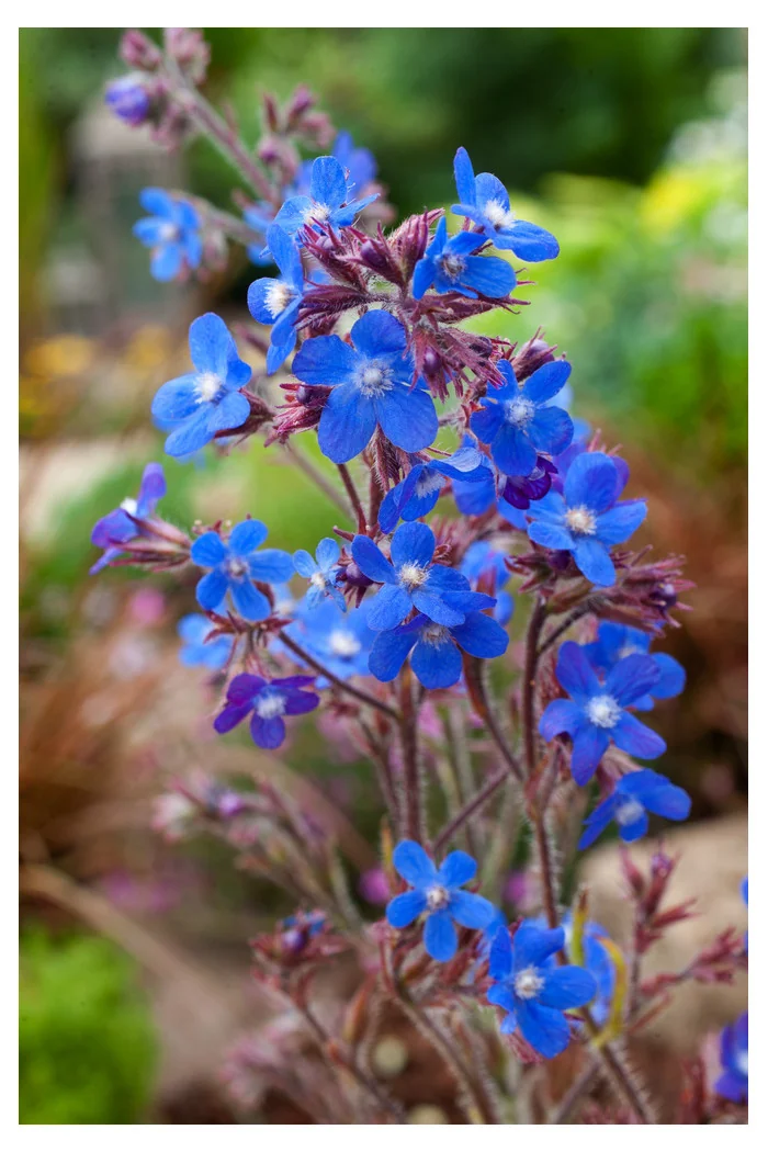Farbownik lazurowy 'Dropmore' Anchusa azurea
