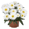 Złocień 'Sweet Daisy Rebecca' | Leucanthemum x superbum