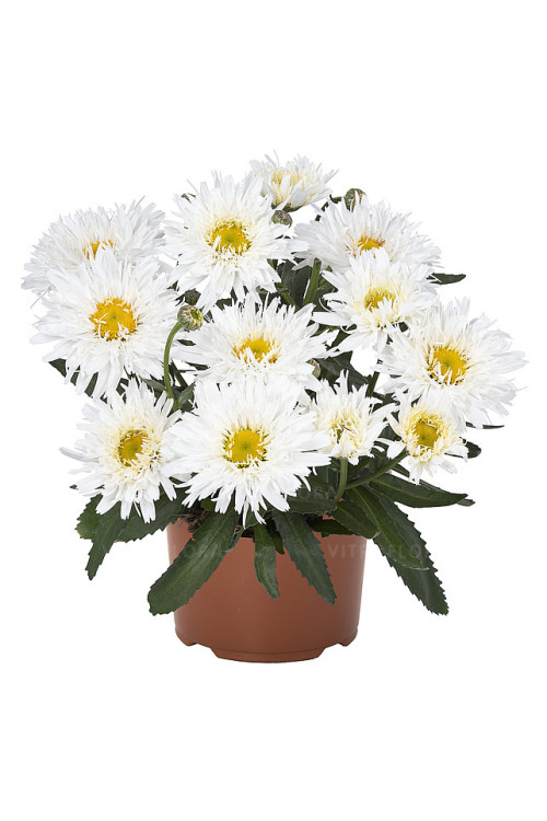 Złocień 'Sweet Daisy Rebecca' | Leucanthemum x superbum
