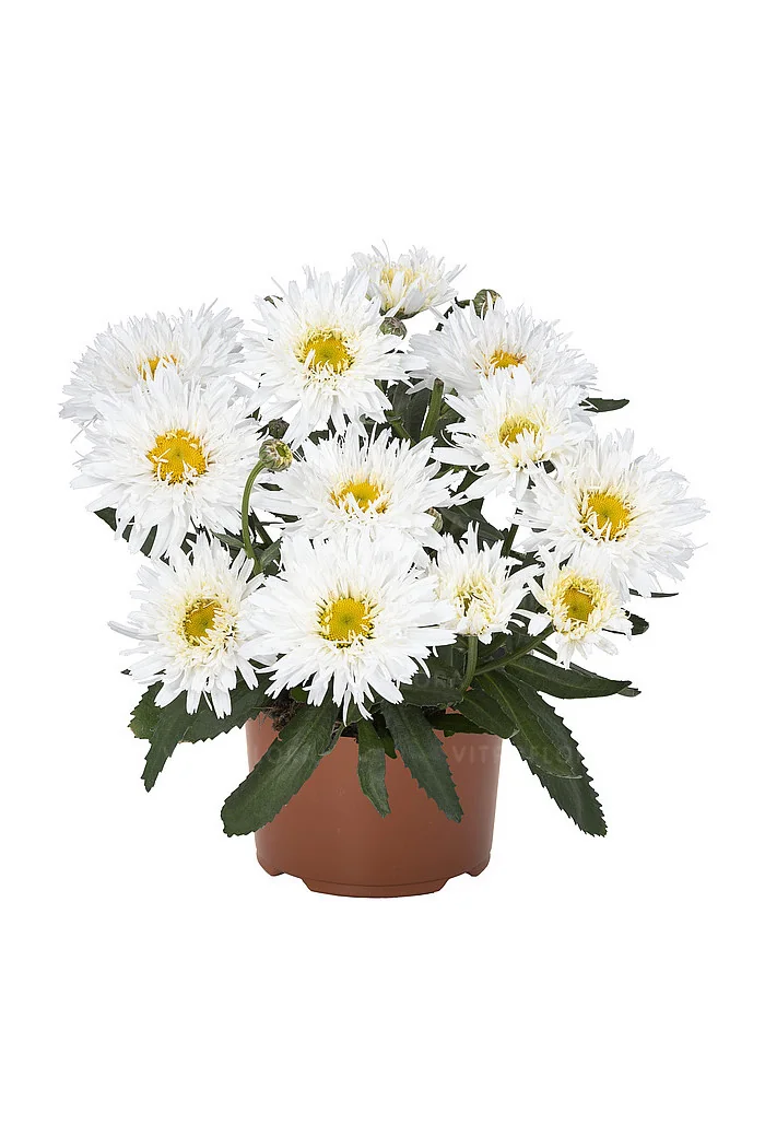Złocień 'Sweet Daisy Rebecca' | Leucanthemum x superbum