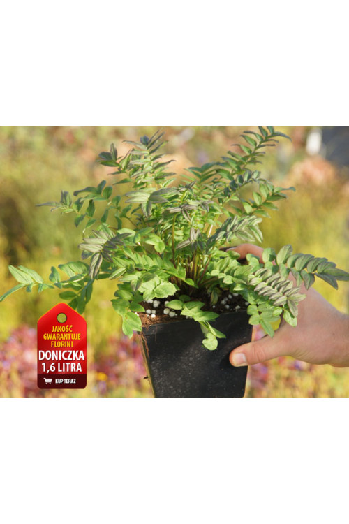 wielosił, polemonium