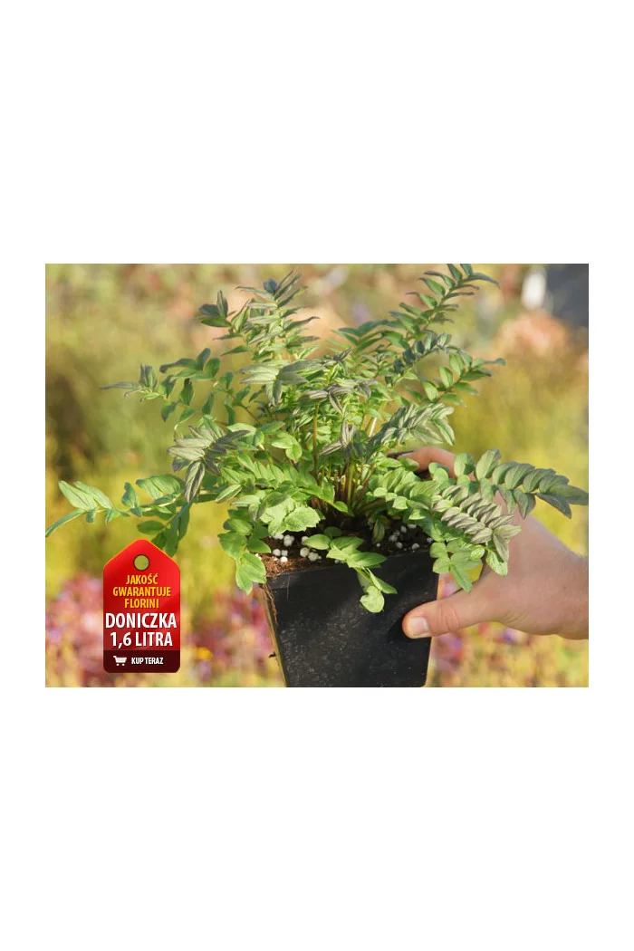 wielosił, polemonium