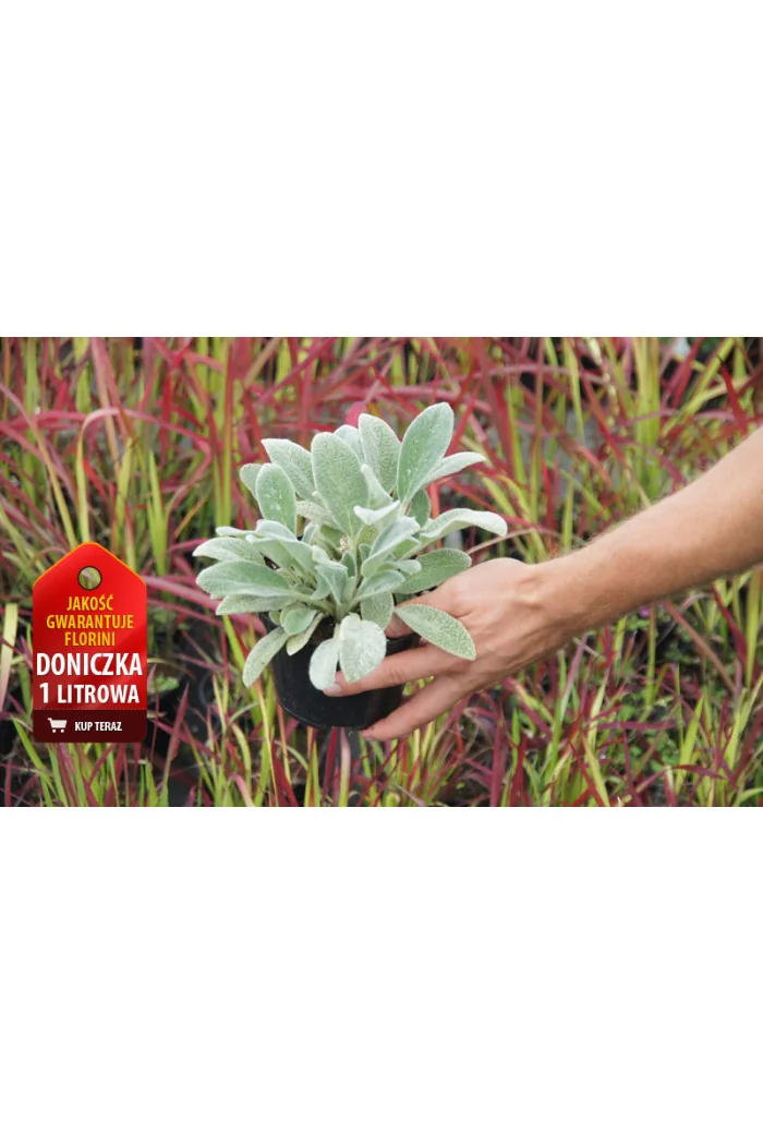 Czyściec wełnisty Stachys byzantina