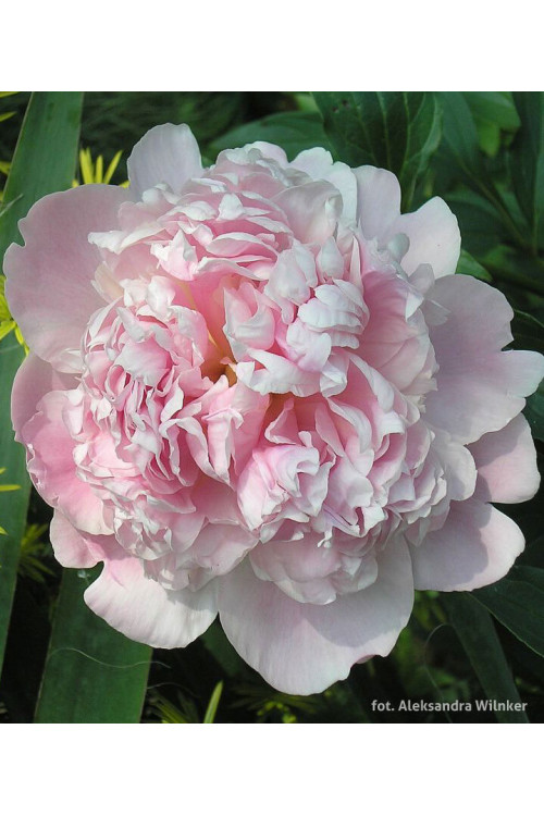 Piwonia 'Sarah Bernhardt' | Paeonia