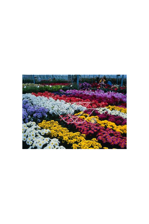 złocień, złocień arktyczny