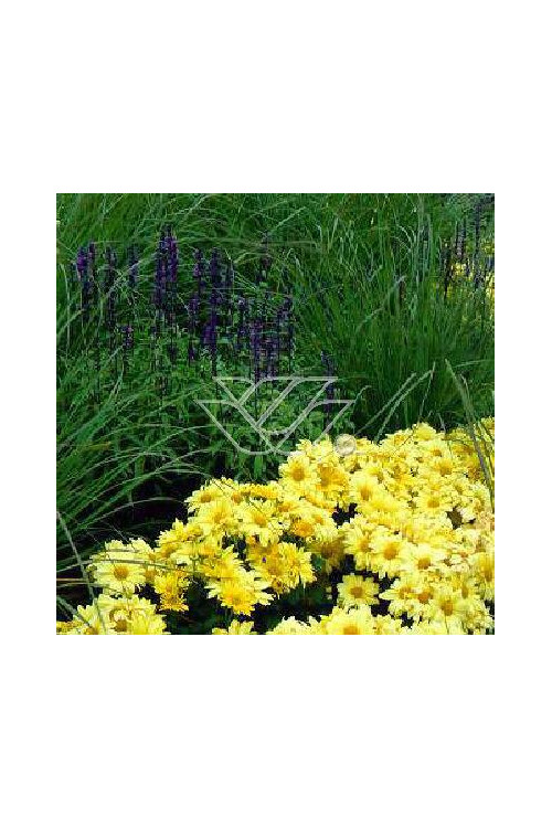 złocień, złocień arktyczny