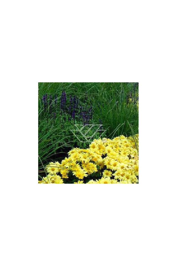 złocień, złocień arktyczny