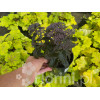 Rozchodnik 'Dark Magic' | Sedum