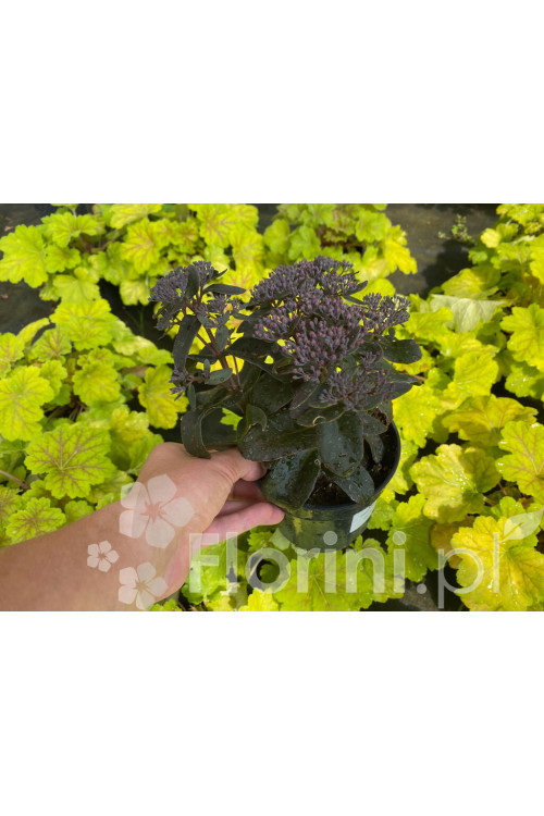 Rozchodnik 'Dark Magic' | Sedum