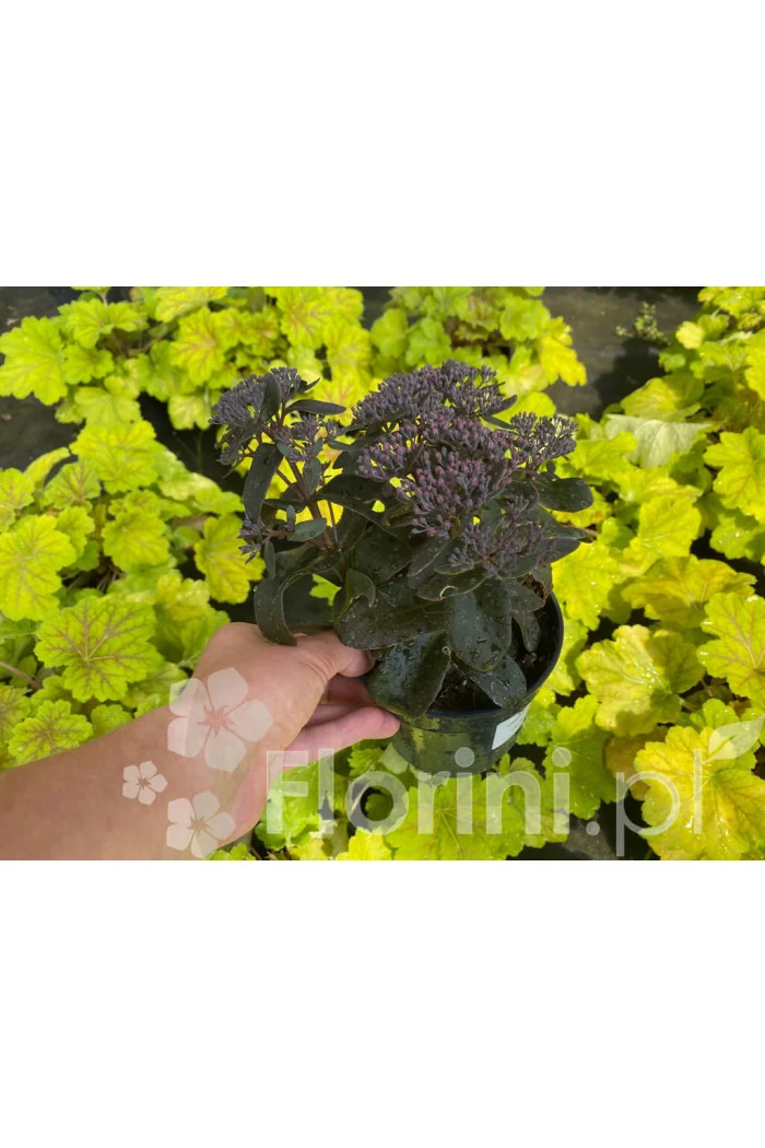 Rozchodnik 'Dark Magic' | Sedum