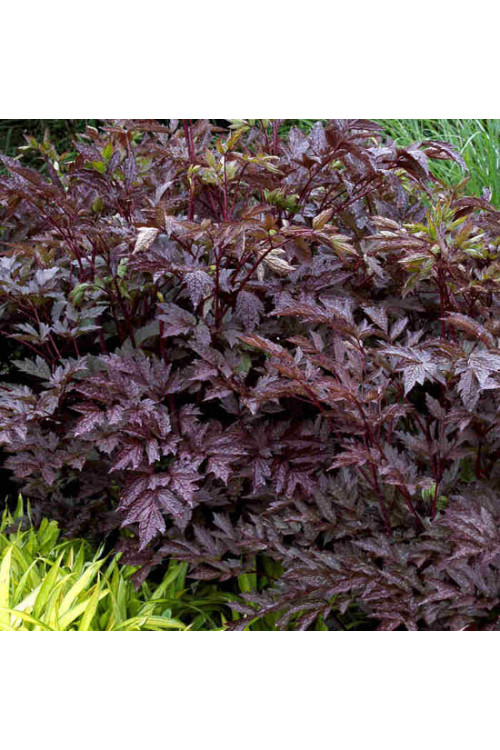 świecznica, świecznica atropurpurea, świecznica o ciemnych liściach, cimicifuga, pluskwica groniasta