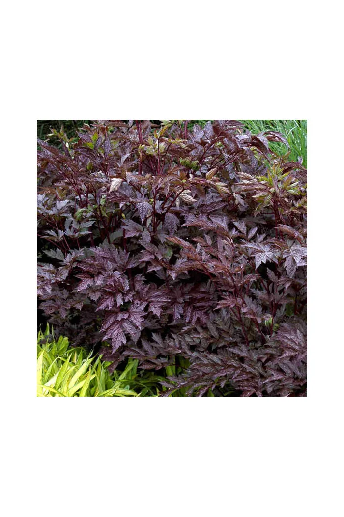 świecznica, świecznica atropurpurea, świecznica o ciemnych liściach, cimicifuga, pluskwica groniasta