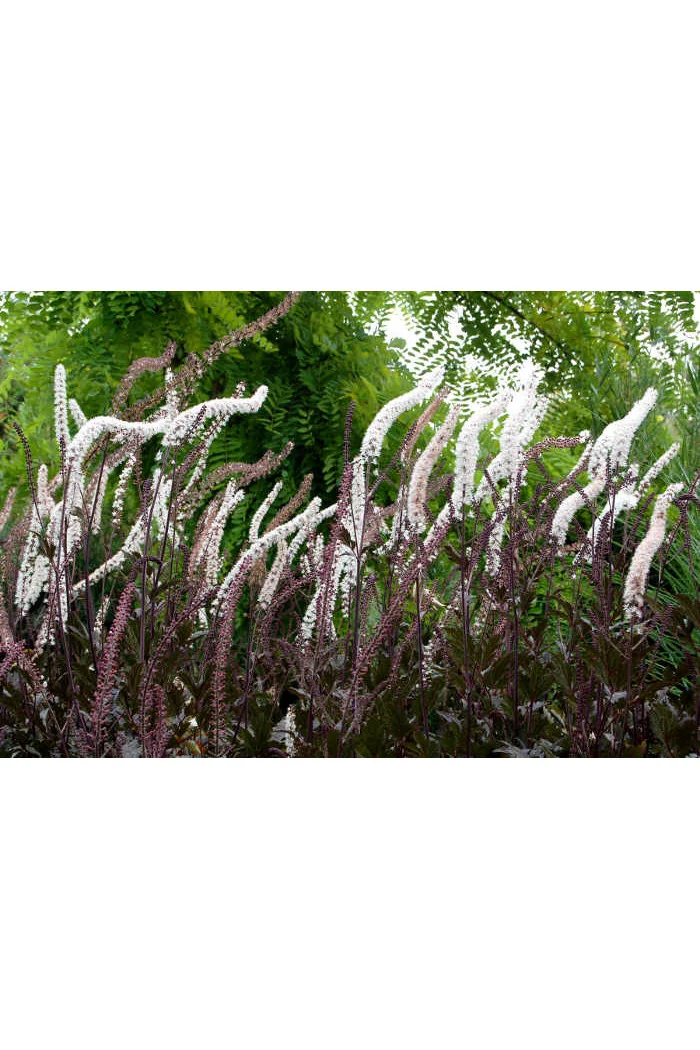 świecznica, świecznica atropurpurea, świecznica o ciemnych liściach, cimicifuga, pluskwica groniasta