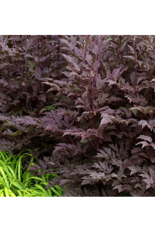 świecznica, świecznica atropurpurea, świecznica o ciemnych liściach, cimicifuga, pluskwica groniasta