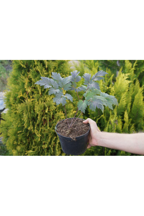 świecznica, świecznica atropurpurea, świecznica o ciemnych liściach, cimicifuga, pluskwica groniasta