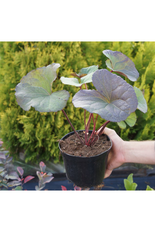 języczka, języczka dark beauty, języczka o ciemnych liściach