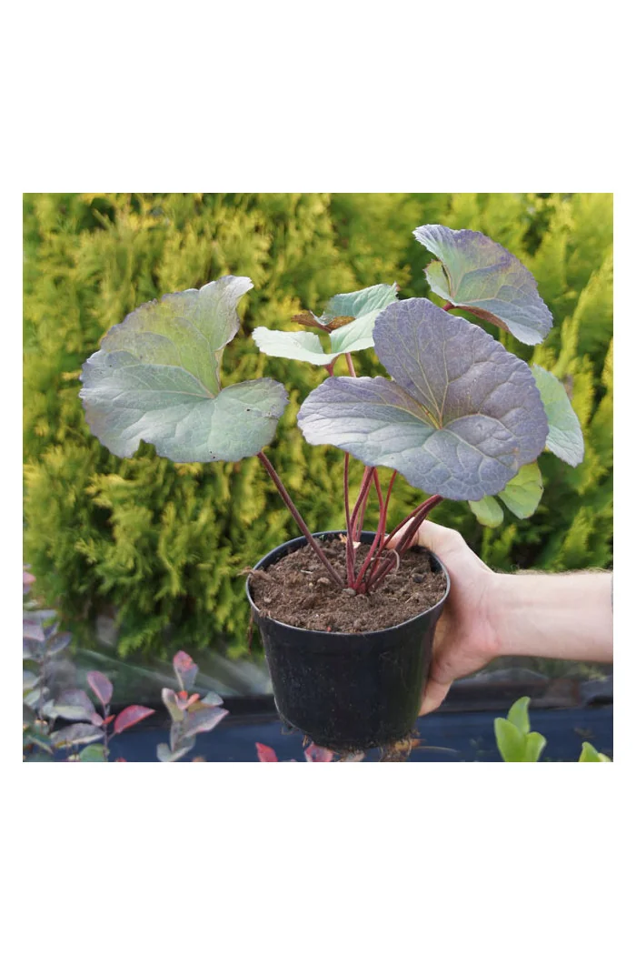 języczka, języczka dark beauty, języczka o ciemnych liściach