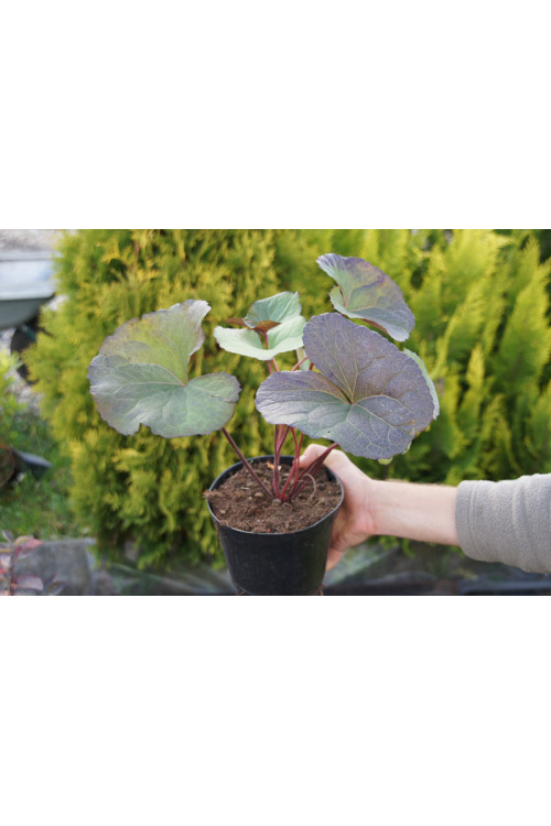 języczka, języczka dark beauty, języczka o ciemnych liściach