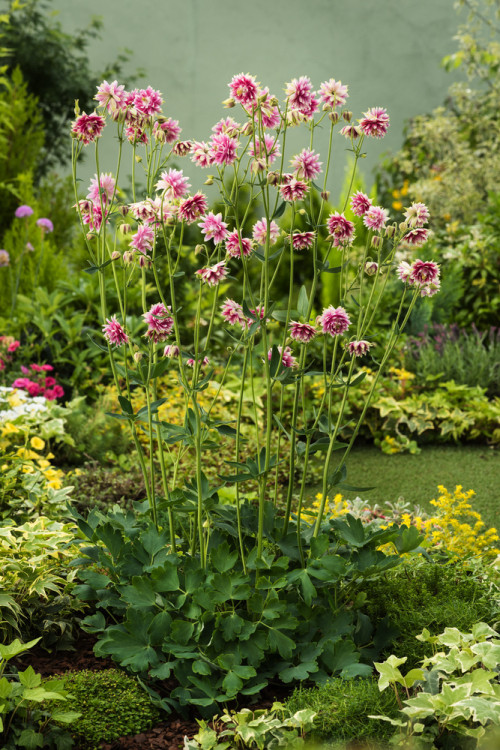 Orlik 'Nora Barlow' | Aquilegia vulgaris