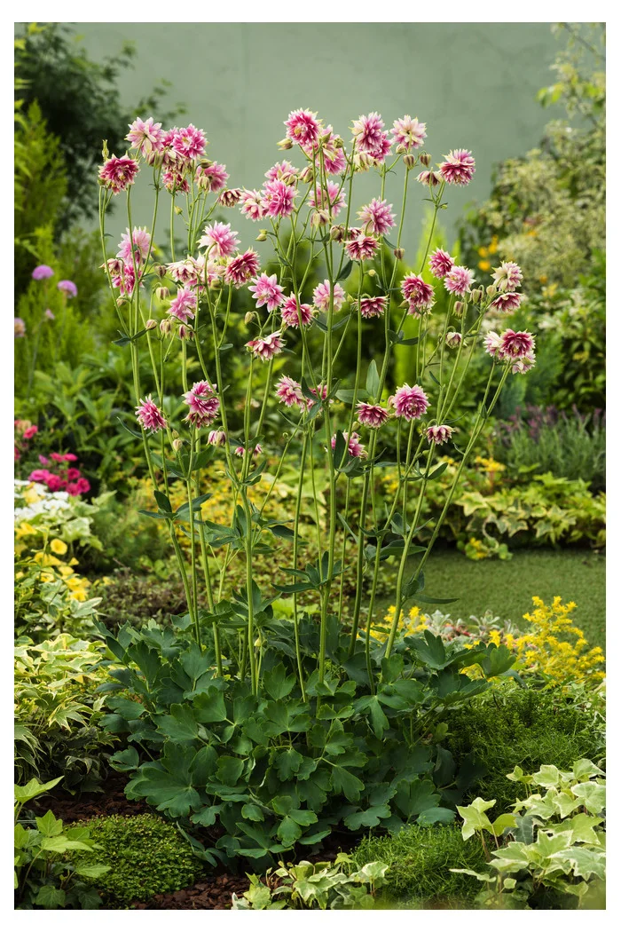 Orlik 'Nora Barlow' | Aquilegia vulgaris