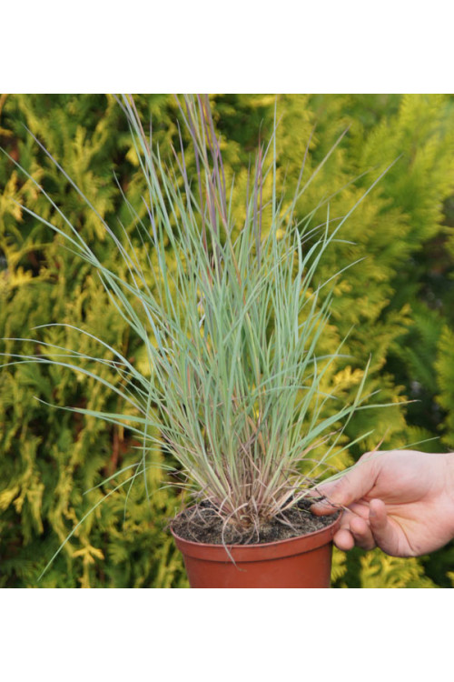 Palczatka miotlasta 'Prairie Blues' | Andropogon scoparius
