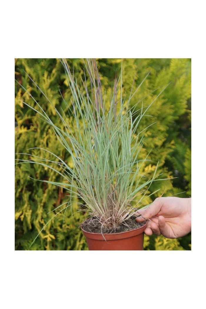 Palczatka miotlasta 'Prairie Blues' | Andropogon scoparius