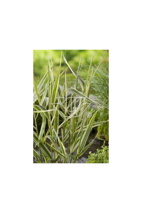 mozga, mozga trzcinowata, Phalaris