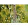Palczatka miotlasta 'Prairie Blues' | Andropogon scoparius