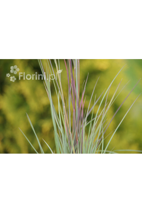 Palczatka miotlasta 'Prairie Blues' | Andropogon scoparius