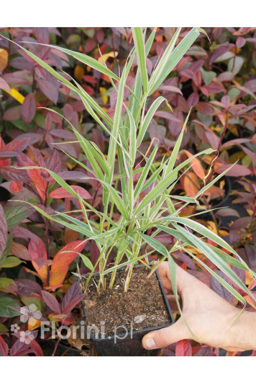 mozga, mozga trzcinowata, Phalaris