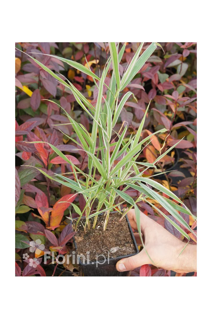 mozga, mozga trzcinowata, Phalaris